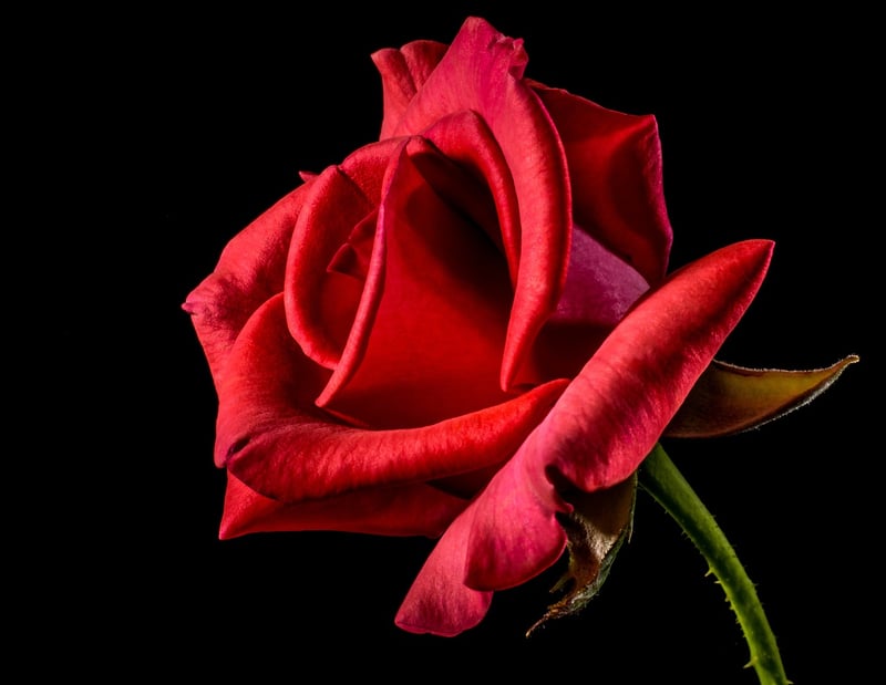Elegant Flower Arrangement