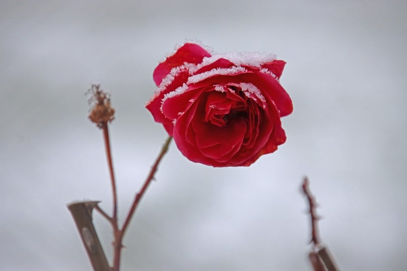 Floral Design
