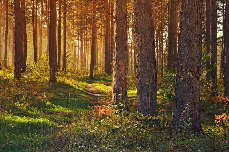 Enchanted Forest